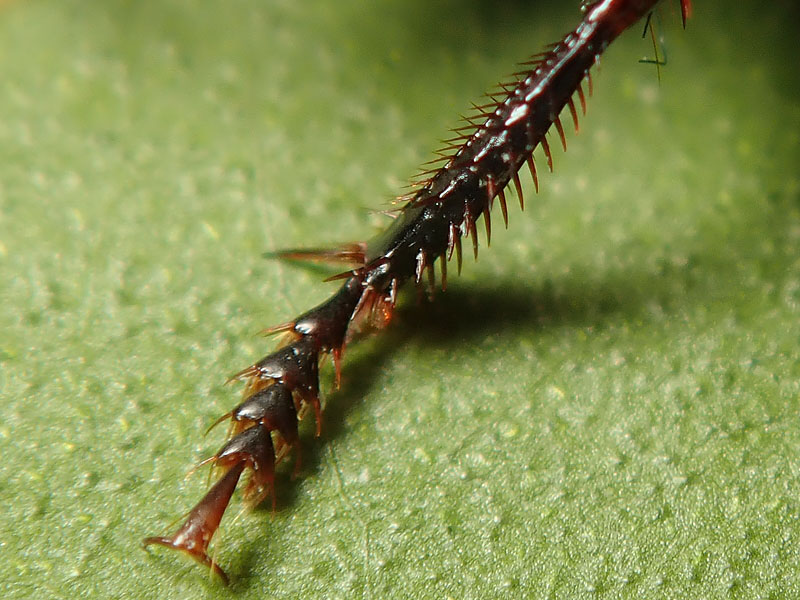 Carabidae: ancora Harpalus?  S, Harpalus dimidiatus